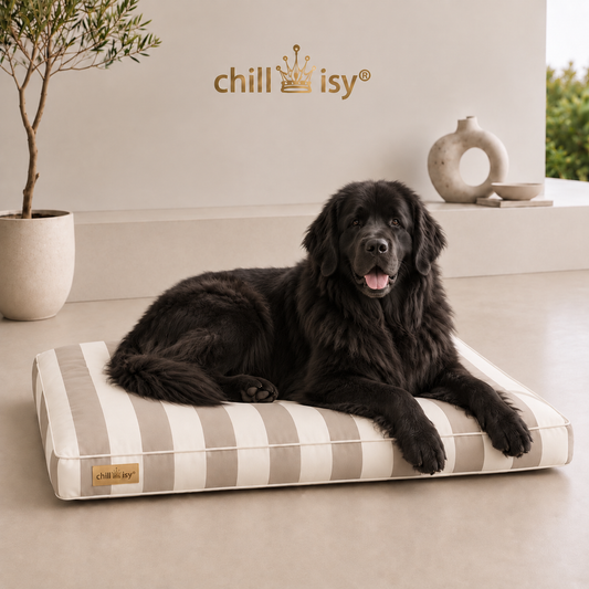 Hundekissen beige wollweiße Blockstreifen hergestellt in Deutschland von chillisy mit Neufundländer präsentiert.