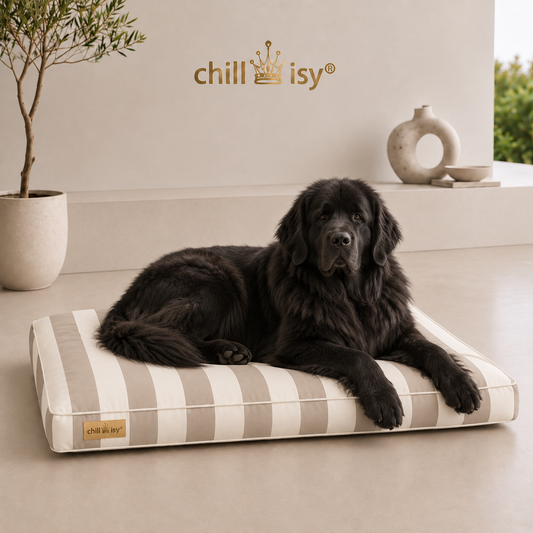 Hundekissen beige wollweiße Blockstreifen hergestellt in Deutschland von chillisy mit Neufundländer präsentiert.