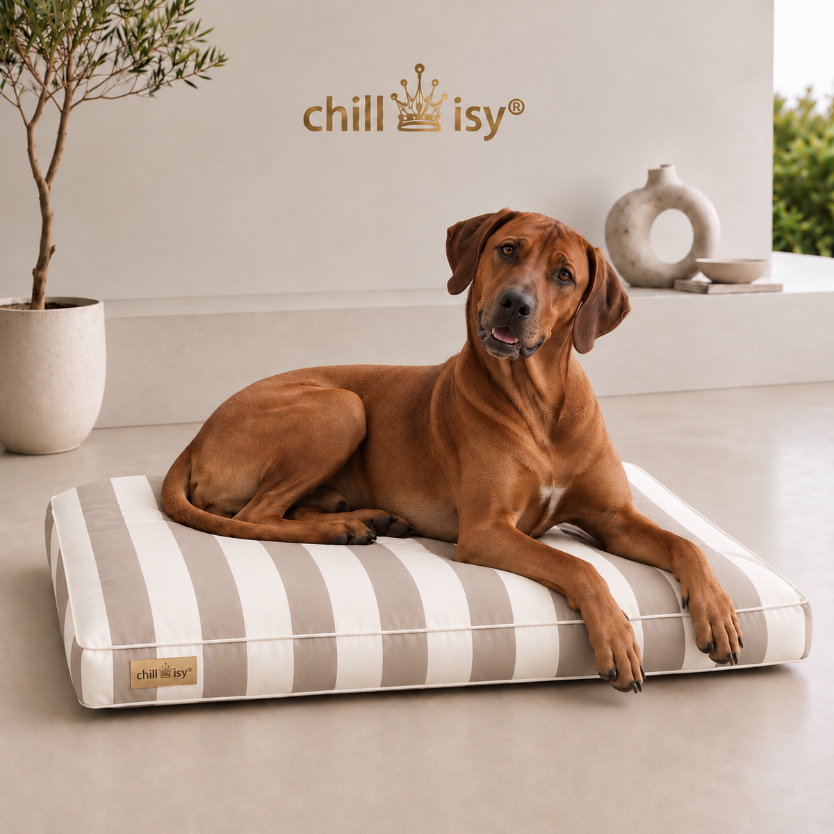 Hundekissen beige wollweiße Blockstreifen hergestellt in Deutschland von chillisy mit Rhodesian Ridgeback präsentiert.