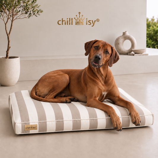 Hundekissen beige wollweiße Blockstreifen hergestellt in Deutschland von chillisy mit Rhodesian Ridgeback präsentiert.
