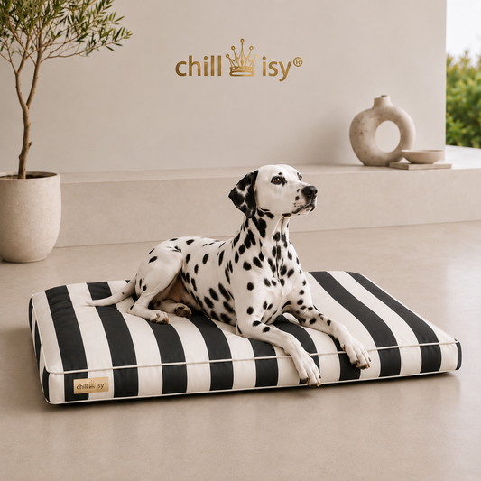 Hundekissen COSTA aus Sunbrella Textil schwarz weiße Blockstreifen hergestellt in Deutschland von chillisy mit Dalmatiner präsentiert.