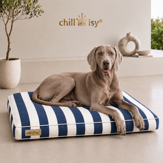 Hundebett chillisy® COSTA – Luxus Hundekissen Blau / Weiß aus Sunbrella® Stoff Vision Costa | Made in Germany Dargestellt mit Weimeraner